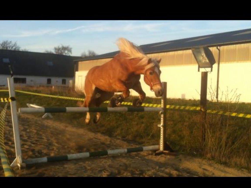 Haflinger Astilbe billede 15