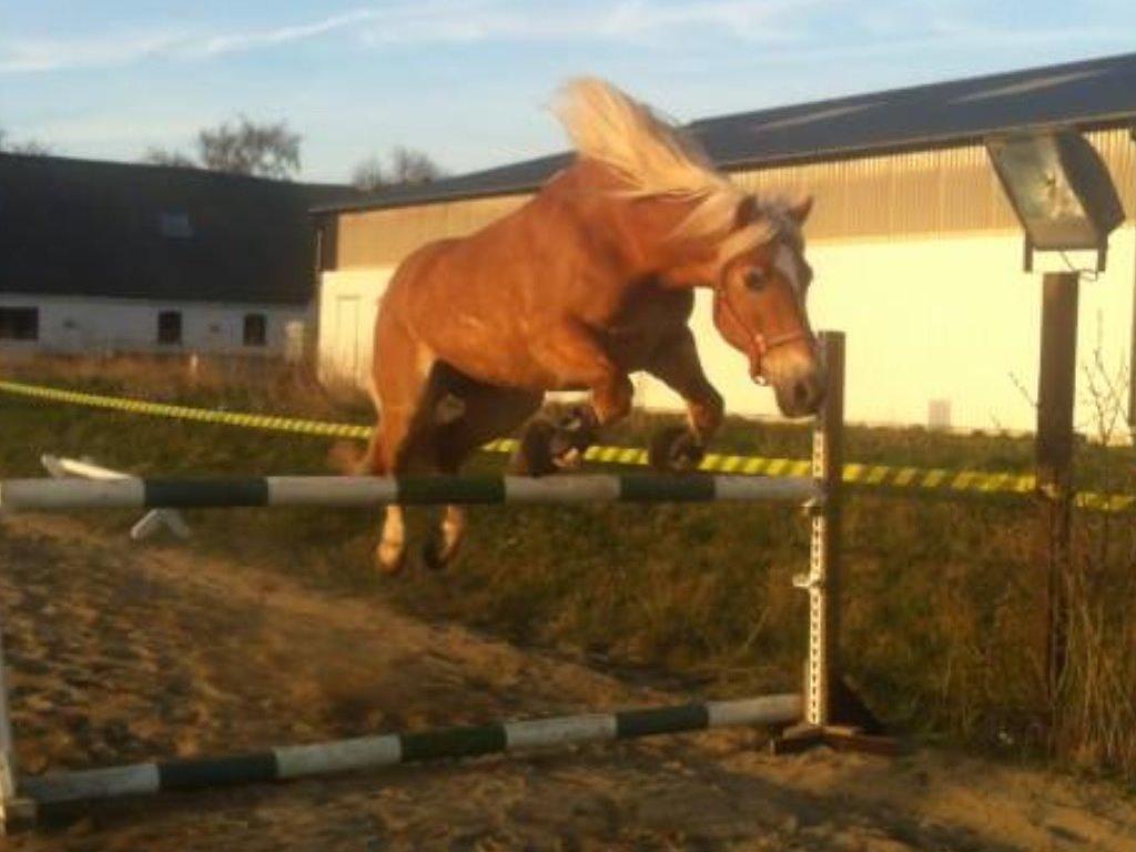 Haflinger Astilbe billede 18