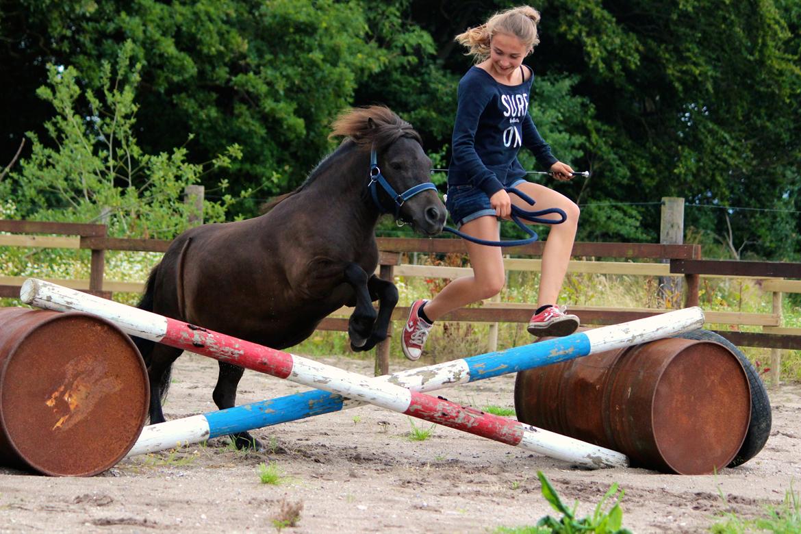 Shetlænder Frisko - Paradisgården - Sommer 2014 *Fotograf: Rebecca* billede 5