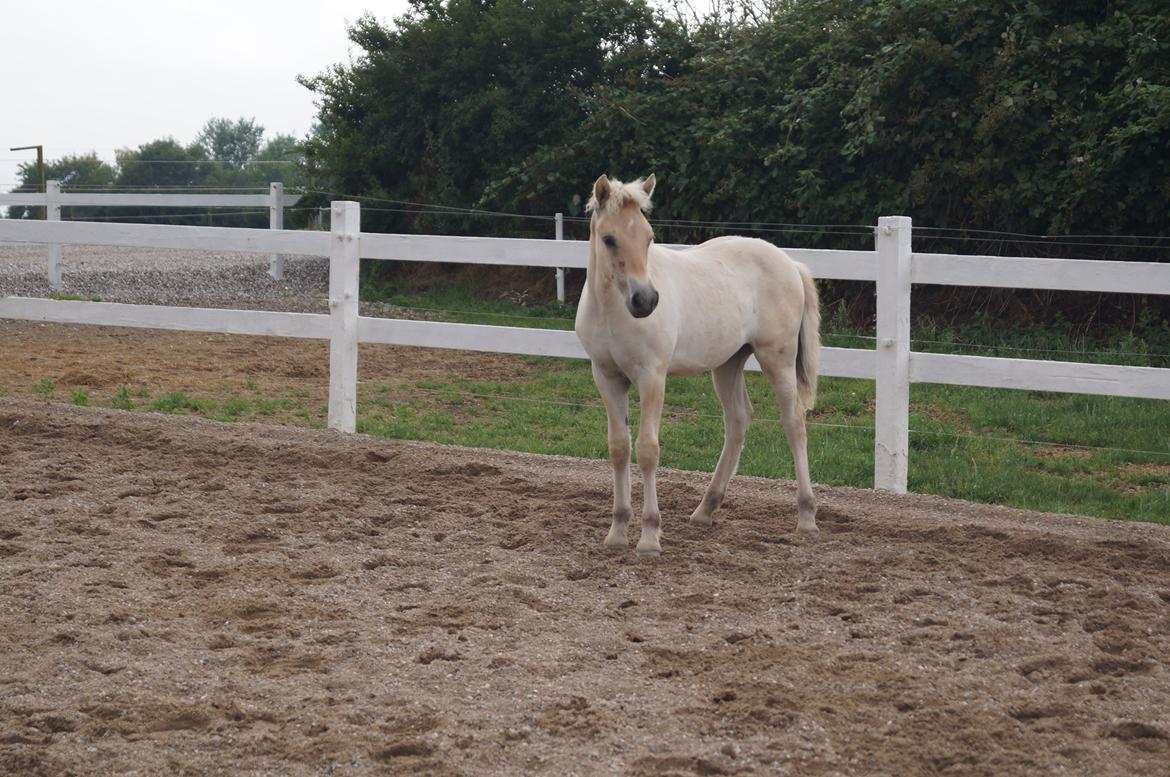 Fjordhest Højgaards Vanilla *Baby* Solgt - 14/7 2014 billede 41