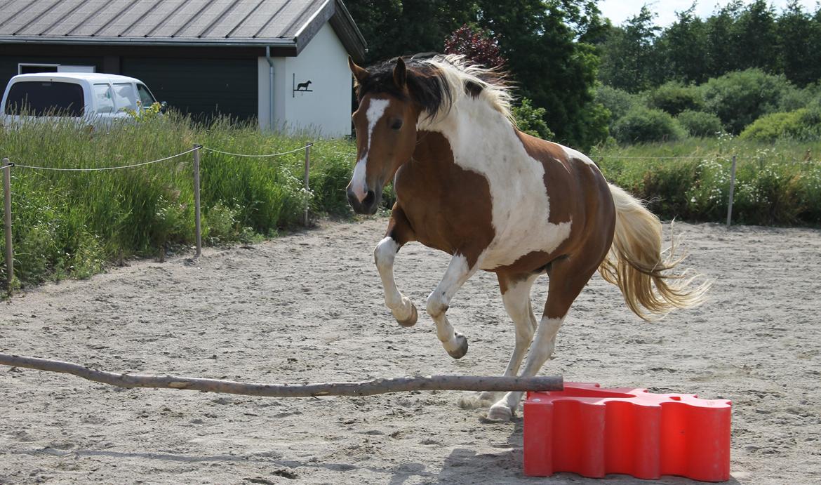 Pinto Padmé - My Soulmate billede 16