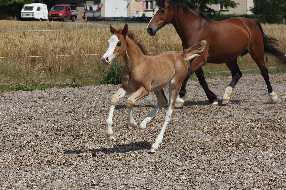 Welsh Cob (sec D) Melanders Flora - 1 ½ måned gammel billede 35