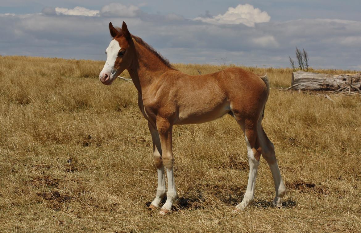 Welsh Cob (sec D) Melanders Flora - 1½ måned billede 36