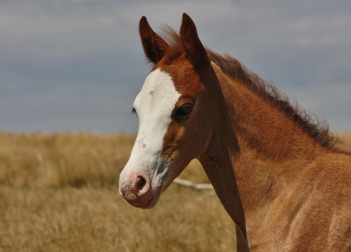 Welsh Cob (sec D) Melanders Flora - 1½ måned billede 37