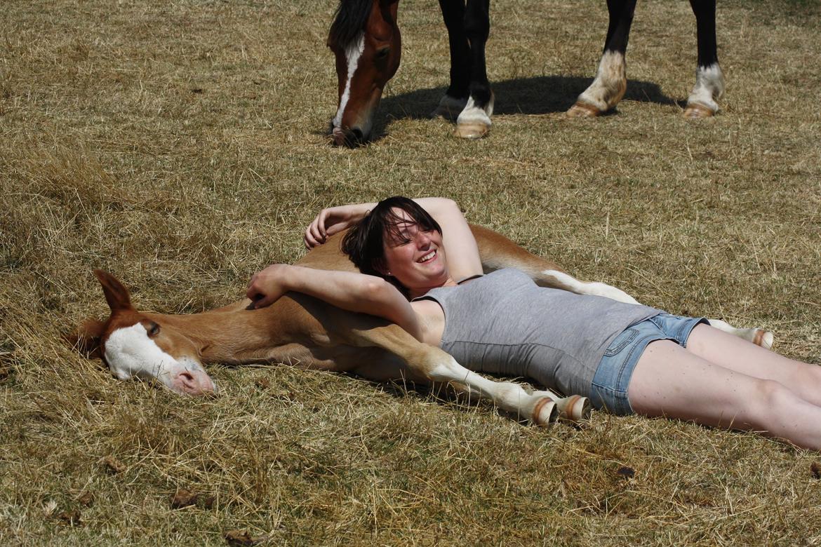 Welsh Cob (sec D) Melanders Flora - 1½ måned.. Flora og jeg hygger.. Verdens dejligste føl..  billede 38