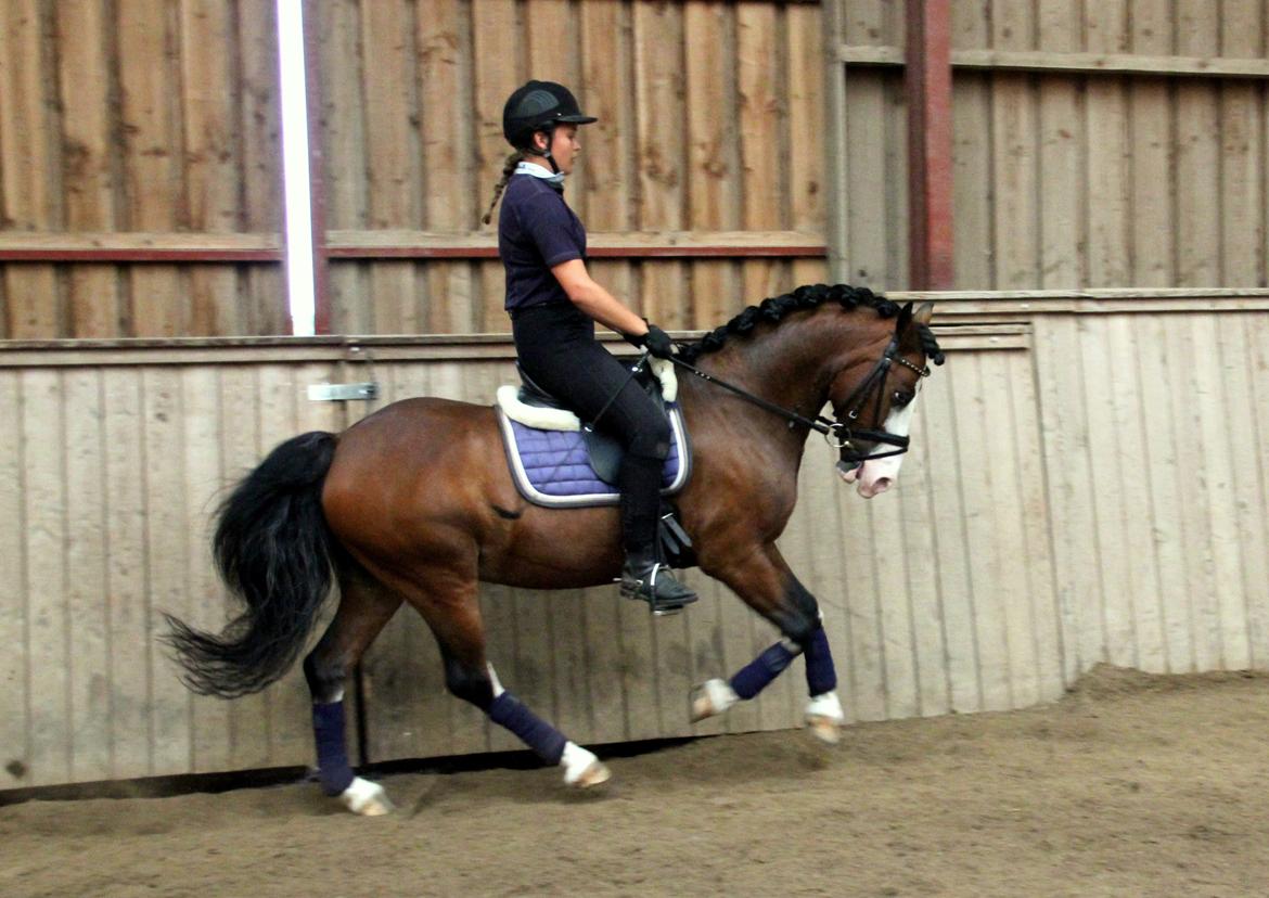 Welsh Pony af Cob-type (sec C) Thers Mickey Mouse - (NYT) Mickey på ferie ;) billede 19