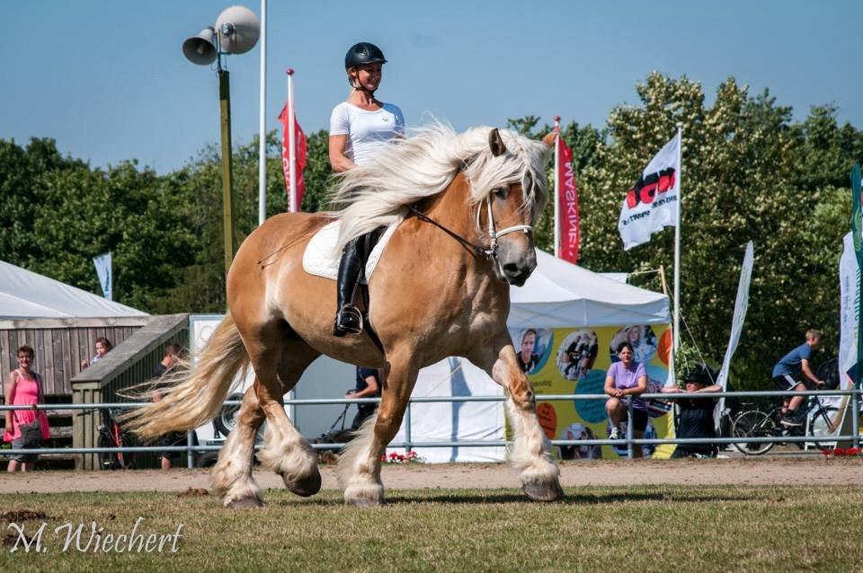 Belgier Dolly (Iris van Parkzicht Nyt hjem ;( billede 1