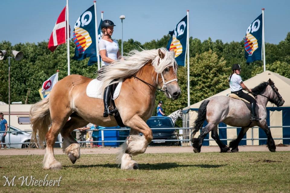 Belgier Dolly (Iris van Parkzicht Nyt hjem ;( billede 30