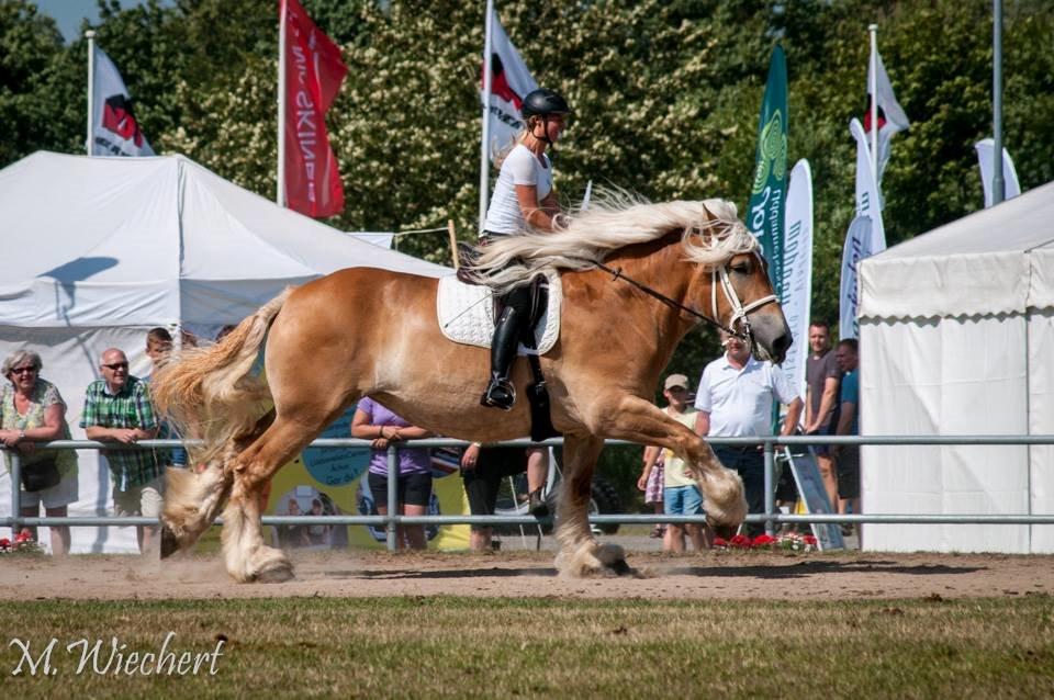 Belgier Dolly (Iris van Parkzicht Nyt hjem ;( billede 31