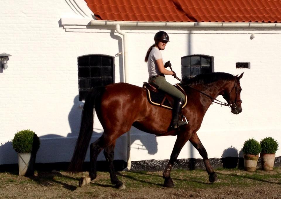 Holstener PRÆSTEGAARDENS CAPONE billede 6