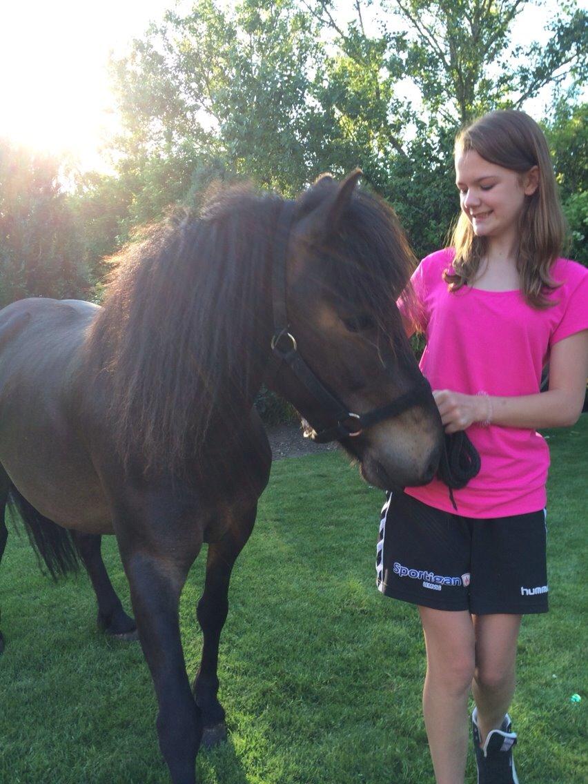 Anden særlig race Sölvi tideligere Ismeal billede 21