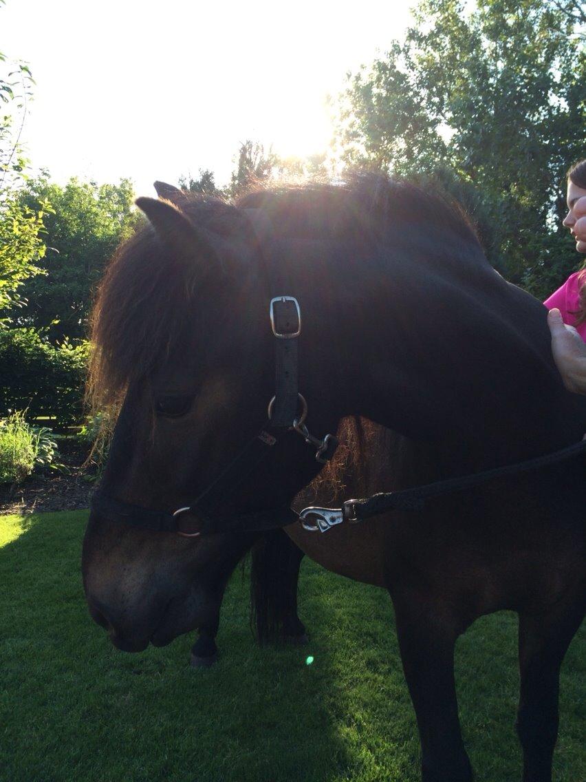 Anden særlig race Sölvi tideligere Ismeal billede 2