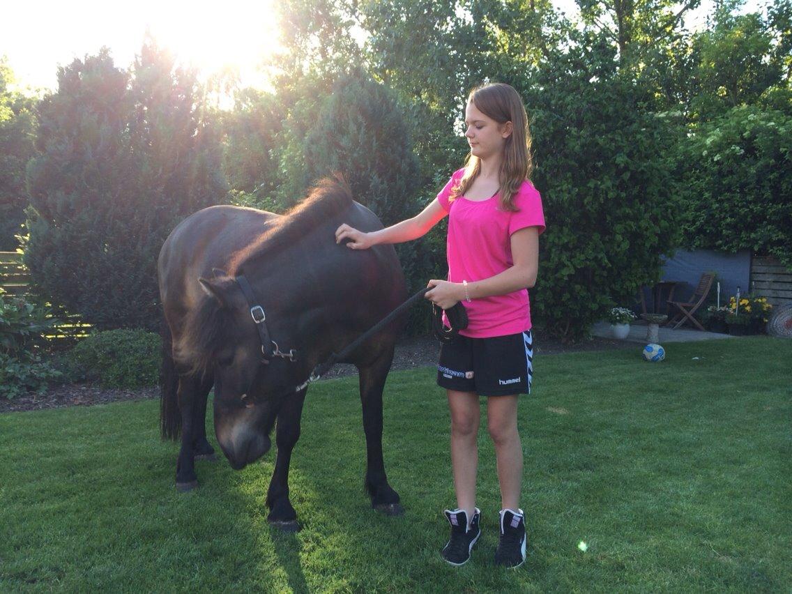 Anden særlig race Sölvi tideligere Ismeal billede 5