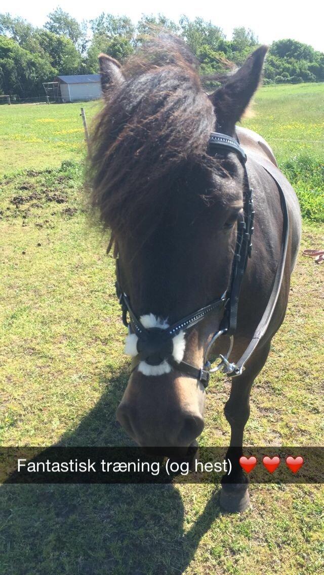 Anden særlig race Sölvi tideligere Ismeal billede 6