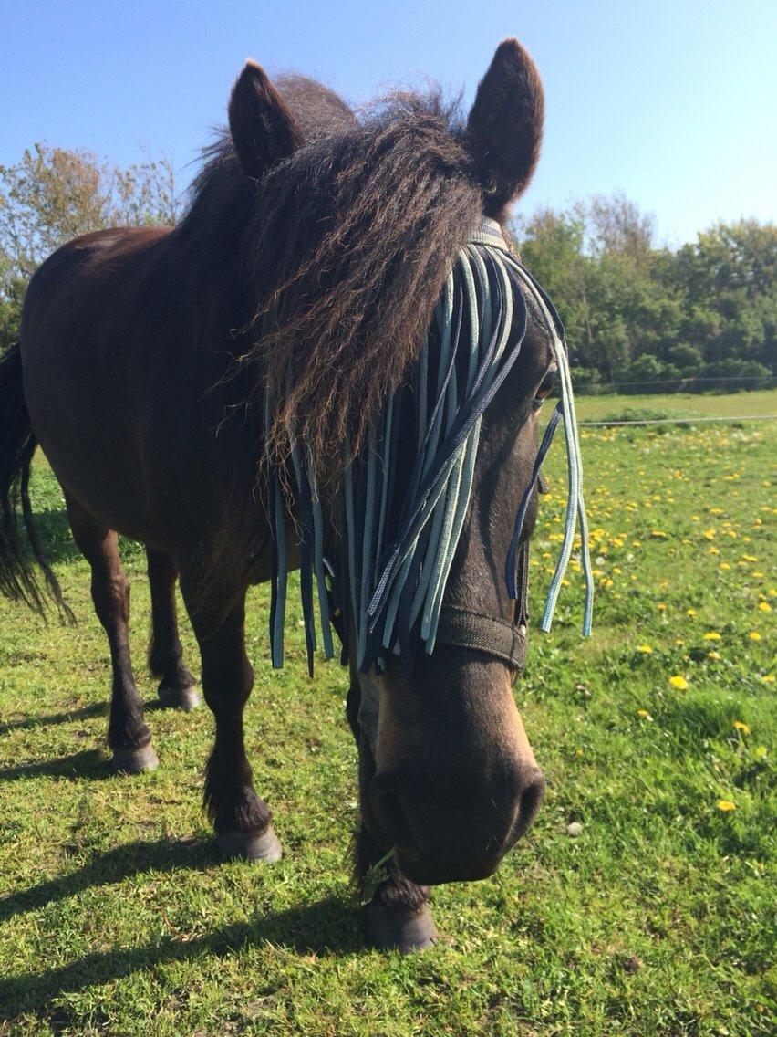 Anden særlig race Sölvi tideligere Ismeal billede 7