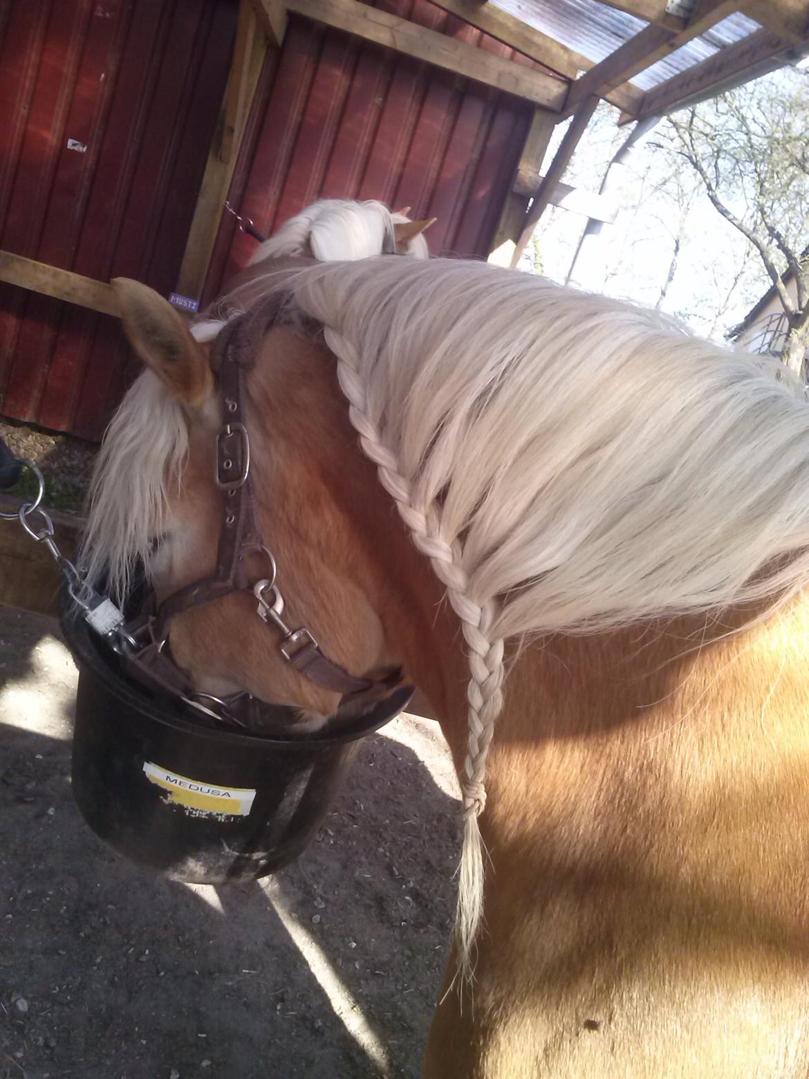 Haflinger Medusa (Bygger) billede 3