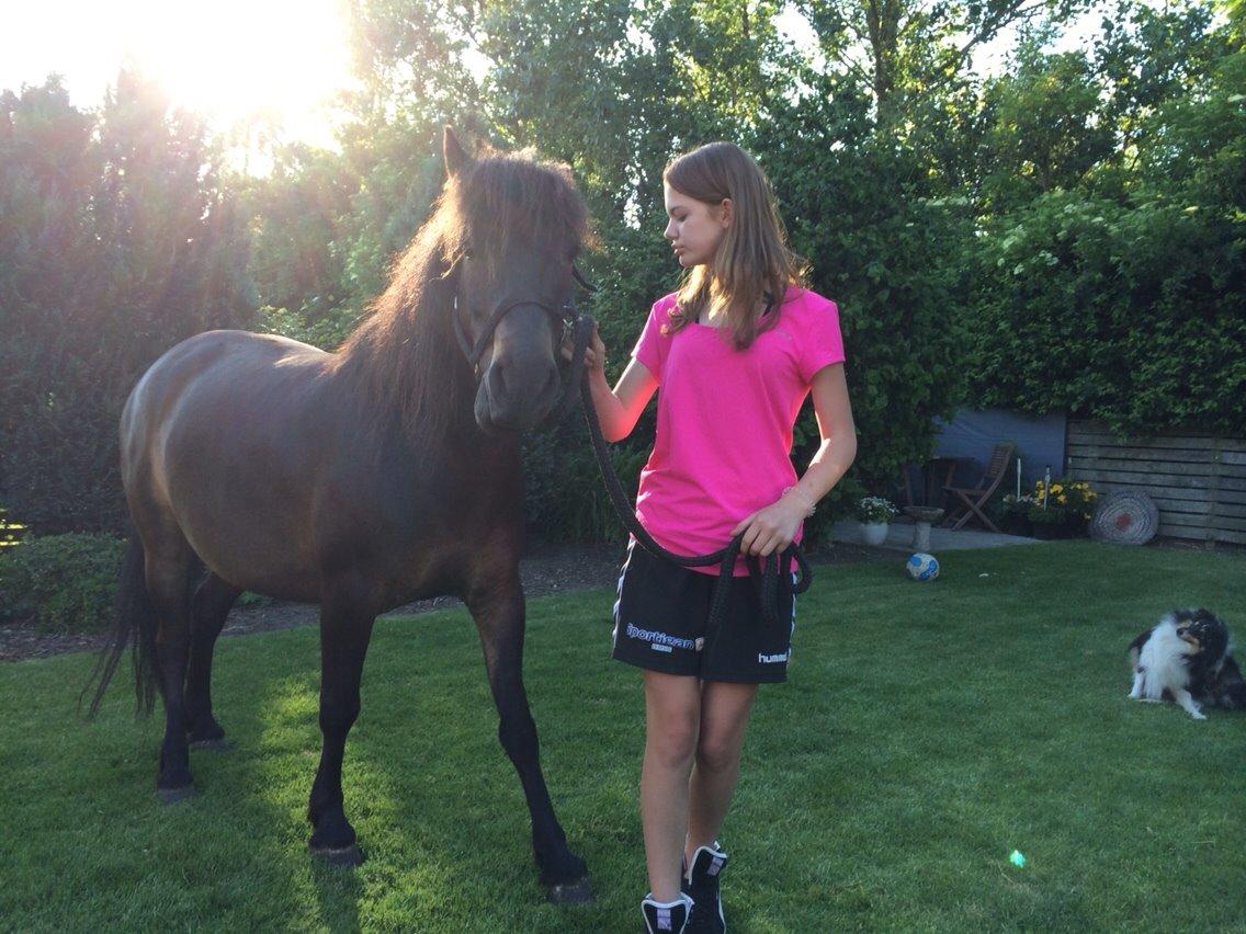 Anden særlig race Sölvi tideligere Ismeal billede 22