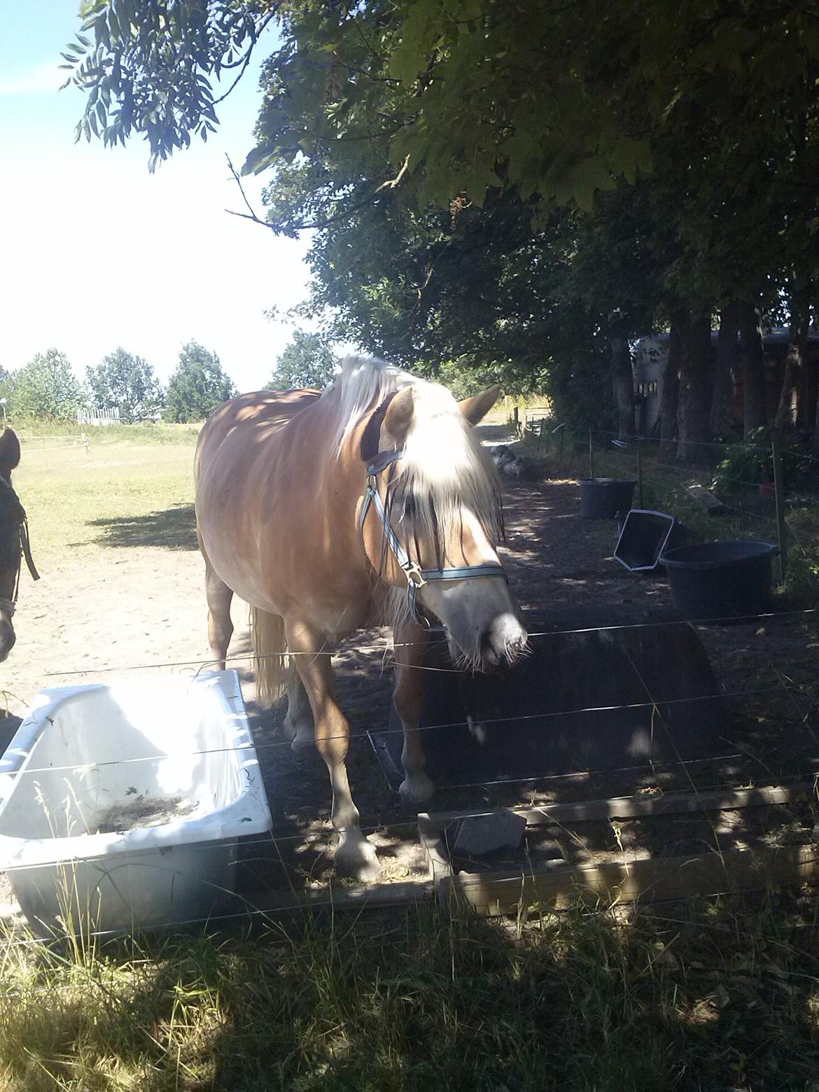 Haflinger Medusa (Bygger) billede 6