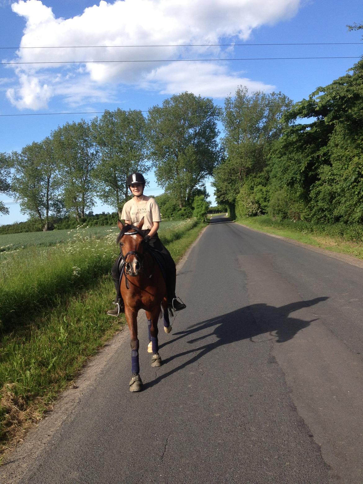 Welsh Cob (sec D) Chico A-pony billede 21