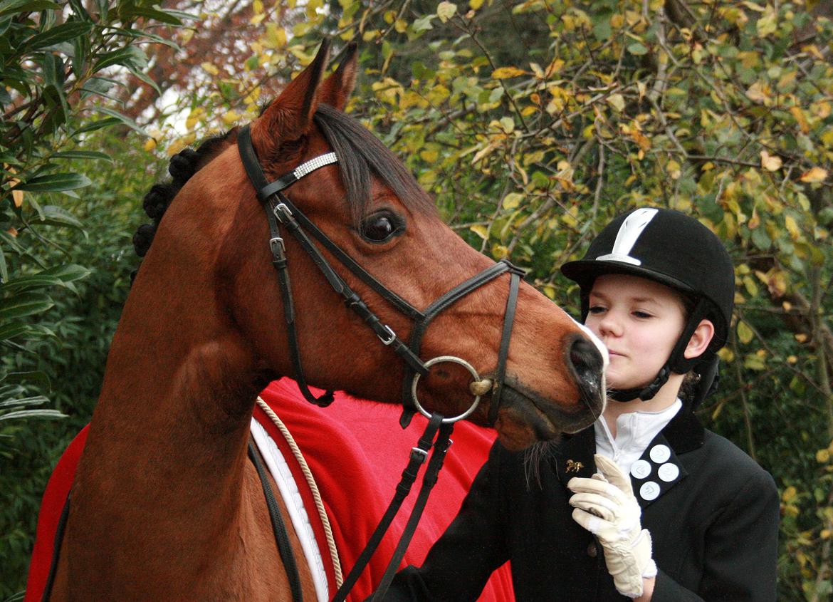 Welsh Cob (sec D) Chico A-pony billede 28