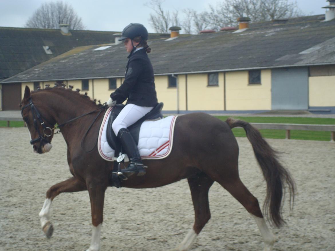 New Forest Ygor [1/3 A PONY] FORESALE  billede 19