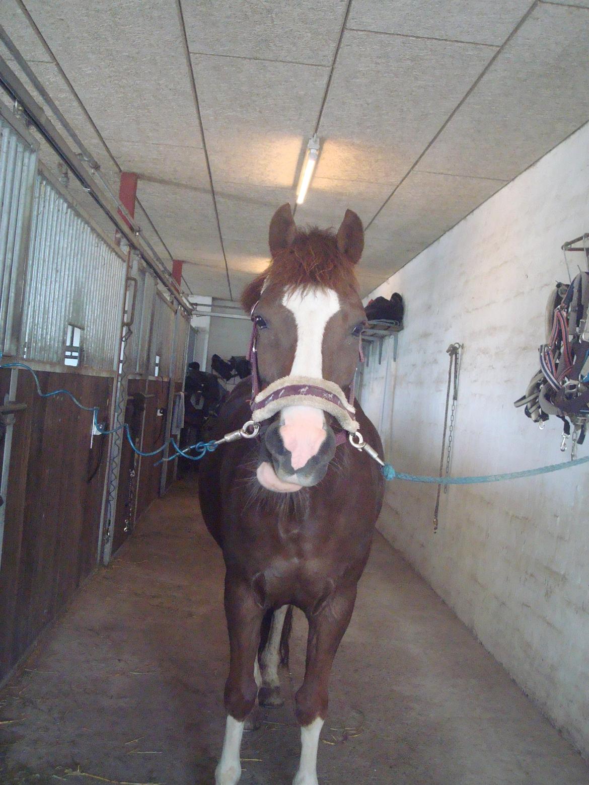 New Forest Ygor [1/3 A PONY] FORESALE  billede 20