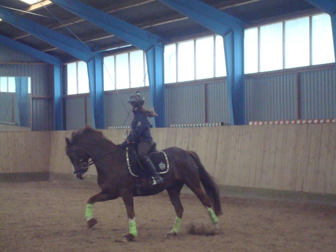 New Forest Ygor [1/3 A PONY] FORESALE  billede 11