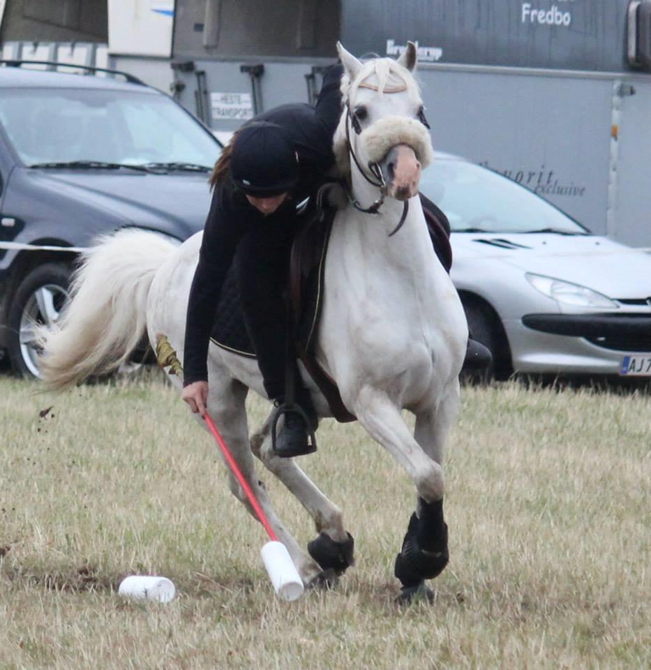 Welsh Pony (sec B) SKOVBJERGS BLAI - DK PONY CUP 2014 billede 2