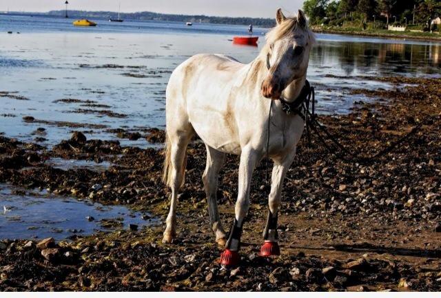 Welsh Pony (sec B) SKOVBJERGS BLAI billede 8