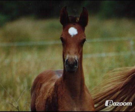 Pinto Araber El Scharkan HIMMELHEST billede 16