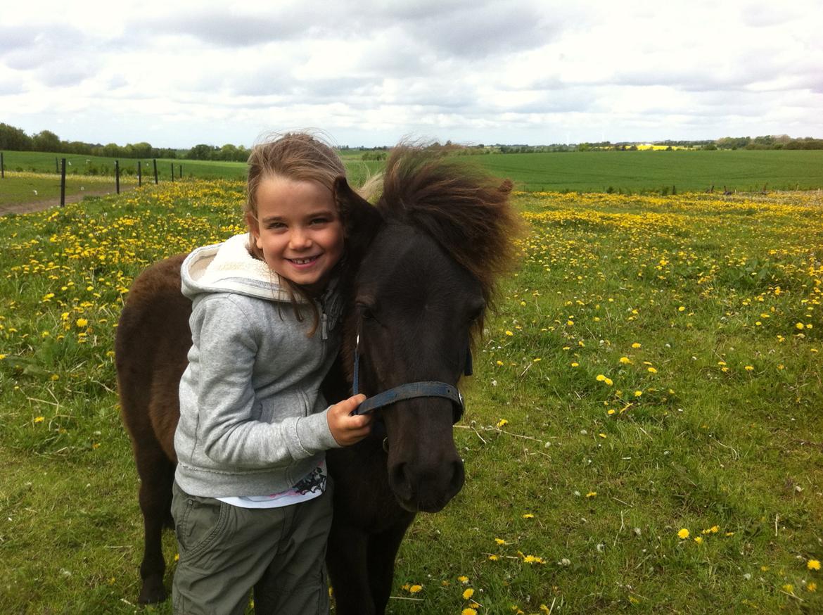 Shetlænder Vestermøllens Lukas - da han var hingst<3 billede 1