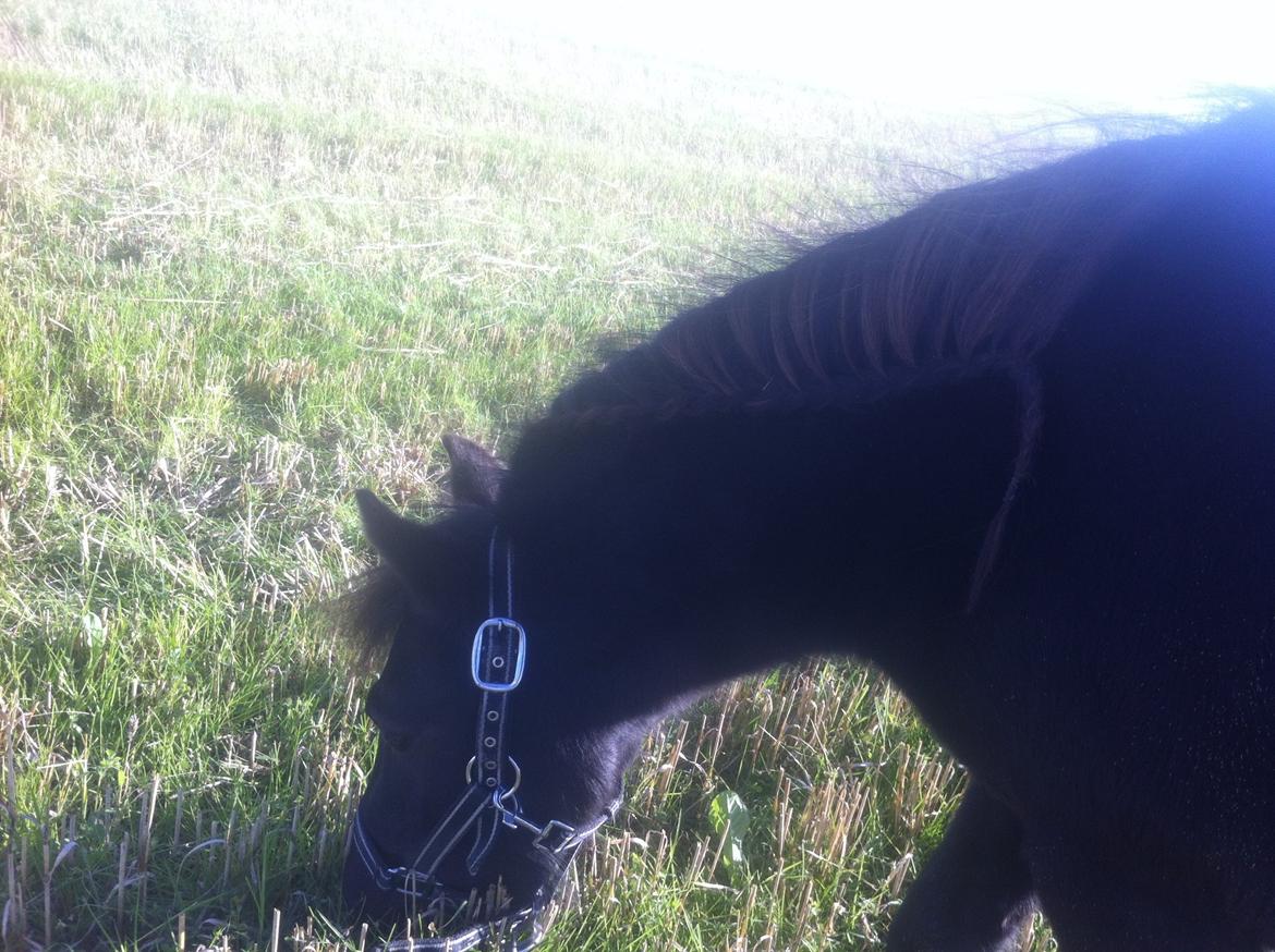Shetlænder Vestermøllens Lukas - skatten var med på markrasen da mig og Misse tog en hurtig galop stod han bare og spiste billede 2