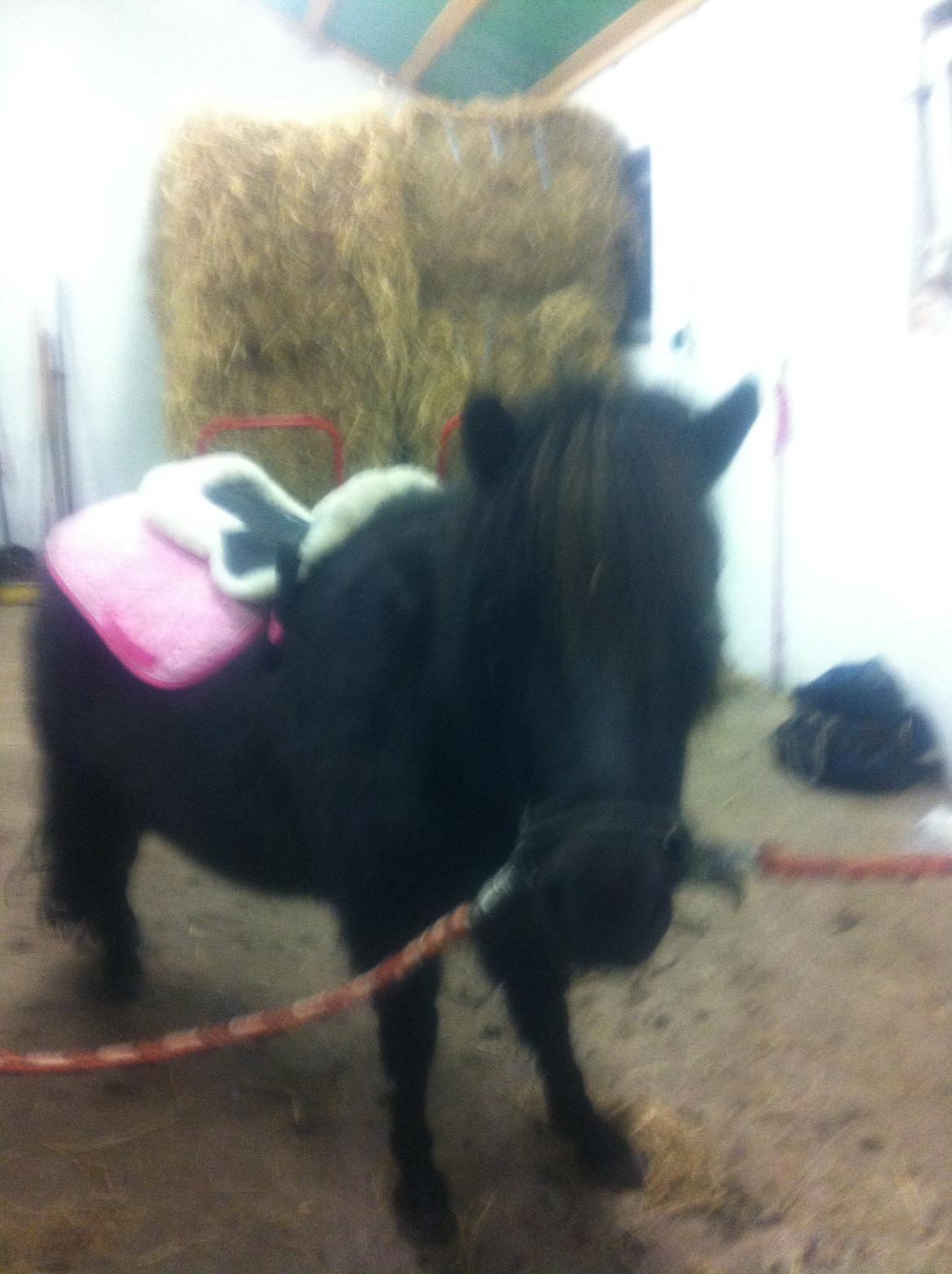 Shetlænder Vestermøllens Lukas - i stalden  billede 3