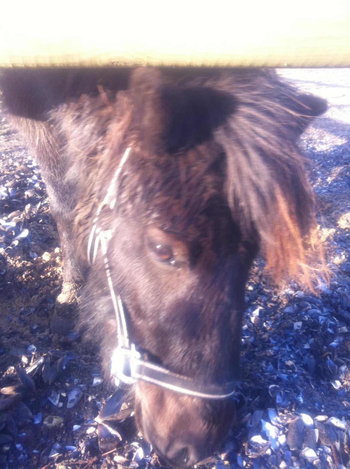 Shetlænder Vestermøllens Lukas - på ridebanen billede 4