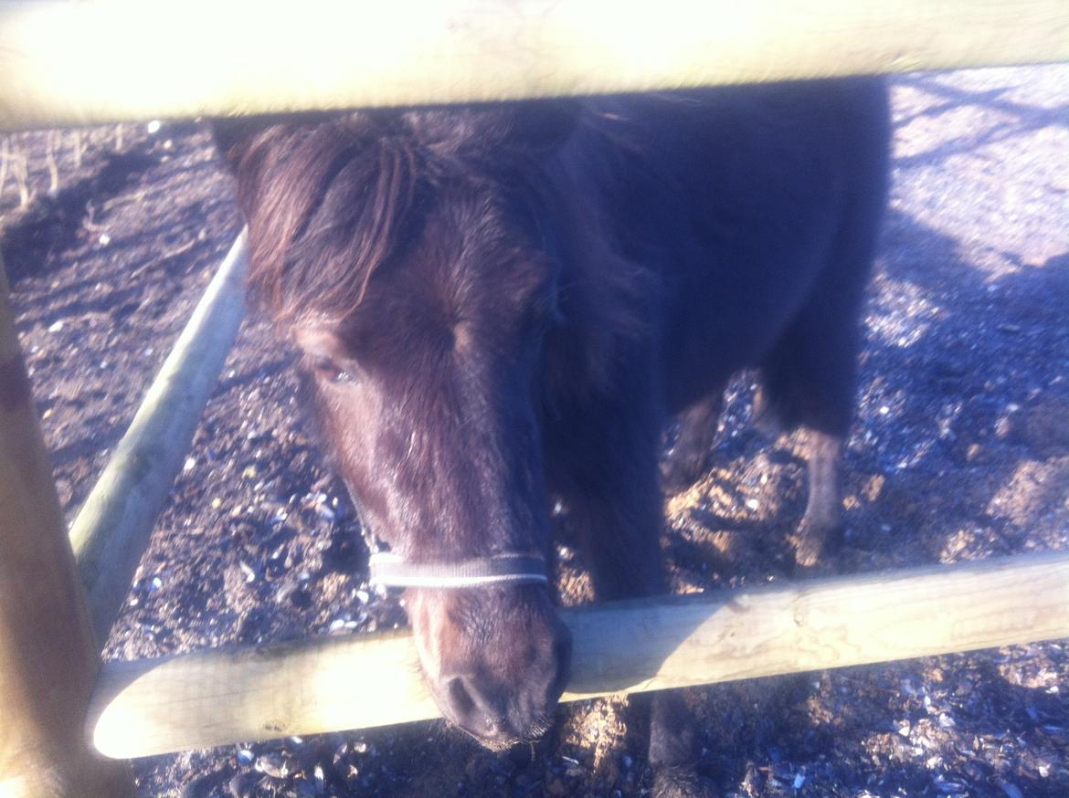 Shetlænder Vestermøllens Lukas - du er så sød billede 5