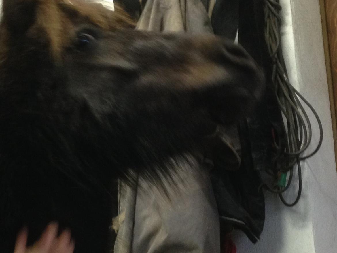 Shetlænder Vestermøllens Lukas - <3<3<3<3 billede 7