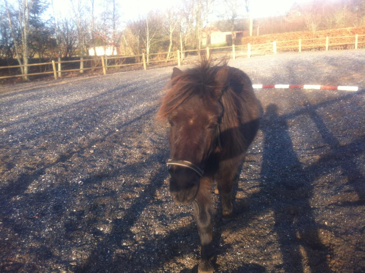 Shetlænder Vestermøllens Lukas - Kathrine nu kommer jeg og fanger dig<3 billede 10