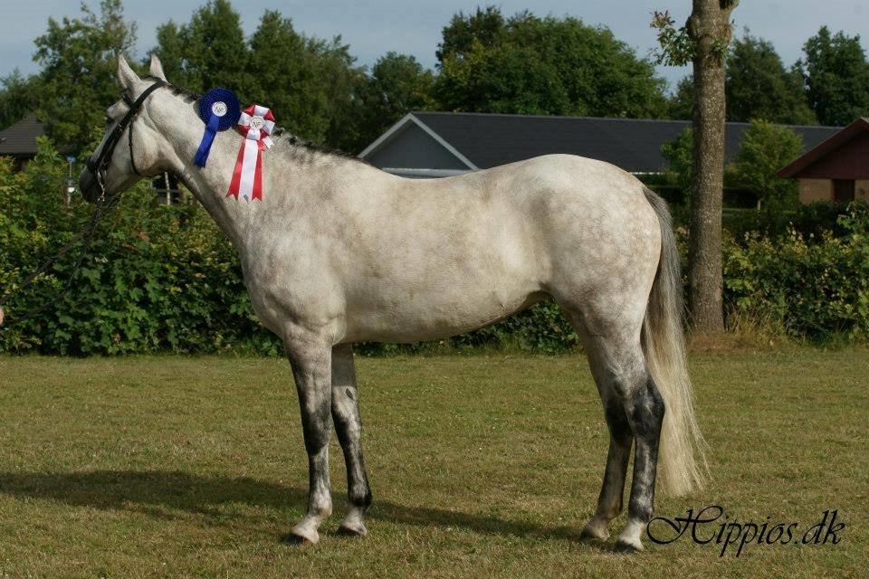 New Forest Marrondales Country Love - Velkommen til Marrondales country lov......   Kåret i anden klasse A med 63 point. Og dagens bedste spring pony med karakter 8,5 og 9 i spring samt 9 i galop billede 1