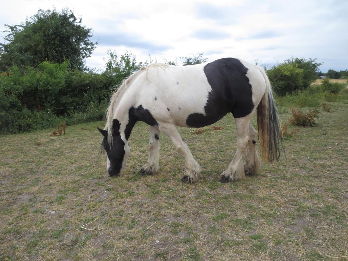 Irish Cob Beauty billede 19