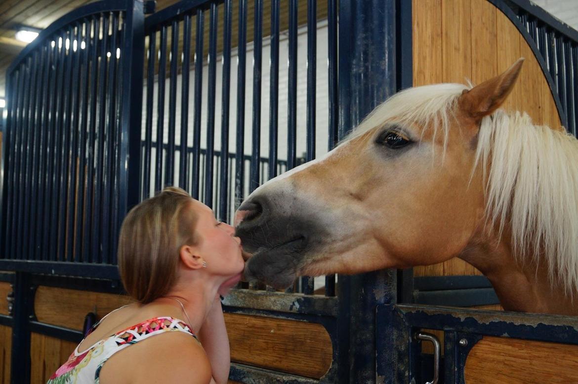 Haflinger Liane Wican billede 20