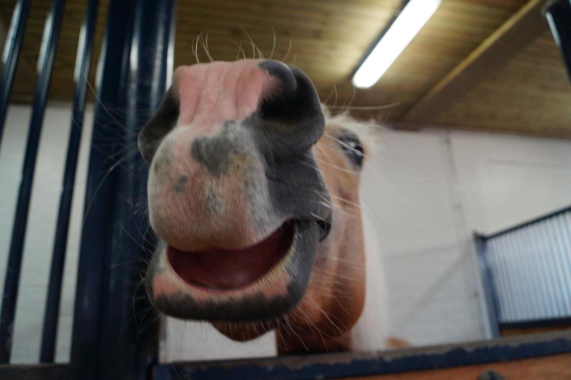 Haflinger Liane Wican billede 19