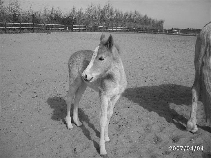 Haflinger Liane Wican - jeg er ude på folden med min mor:  ) billede 6