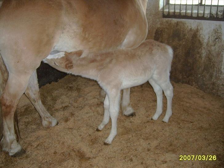 Haflinger Liane Wican - her få liane mælk at hendes mor    billede 4