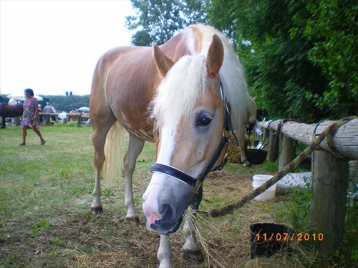 Haflinger Liane Wican - hvad er det for nået?? billede 8