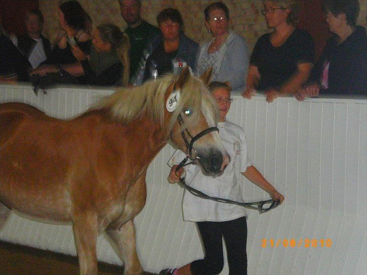Haflinger Ferrari Bakkely - Ferrari til kåring i århus blev kåret i 2B min mig som trækker. billede 2
