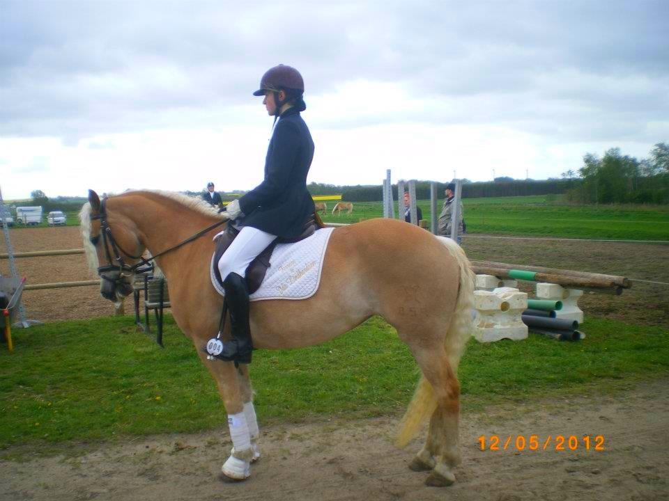 Haflinger Ferrari Bakkely - der er vi til sjællands meterskab billede 14