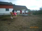 Haflinger Ferrari Bakkely - Varmer om til vi skal ind og vise dommerne hvad vi kan<3 billede 13