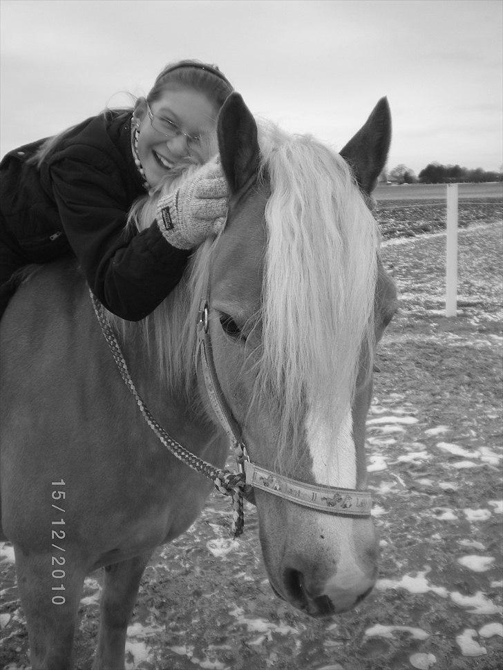Haflinger Ferrari Bakkely - mig og ferrari er glæde for hinanden I LOVE THE BEAUTIFUL FERRARI : )  billede 5