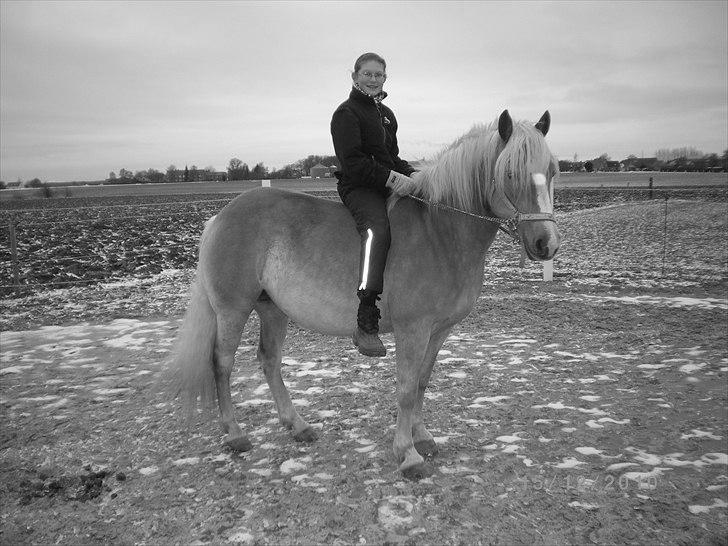 Haflinger Ferrari Bakkely - ferrari siger min ejer sider på mig det er bare  dejligt  billede 7