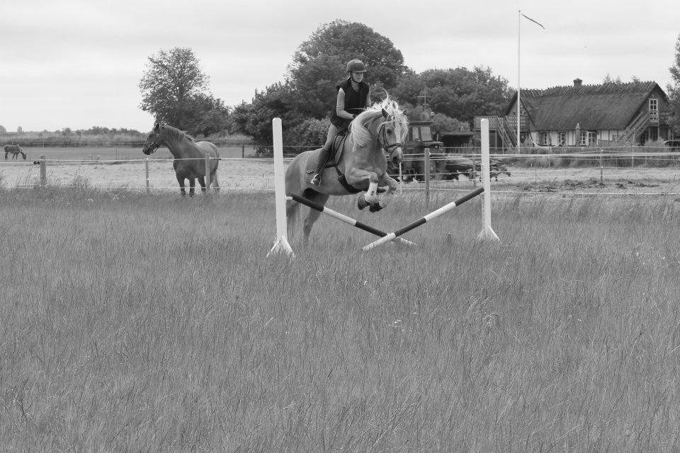 Haflinger Ferrari Bakkely - Springer 20 cm. men Ferrari troede vi spang 40 cm.  billede 15